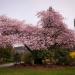 Rose Garden in Vancouver city