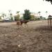 Mini Zoo & Garden in Klaten city