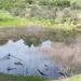 Pond in Los Angeles, California city