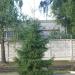 Ель в городе Томилино