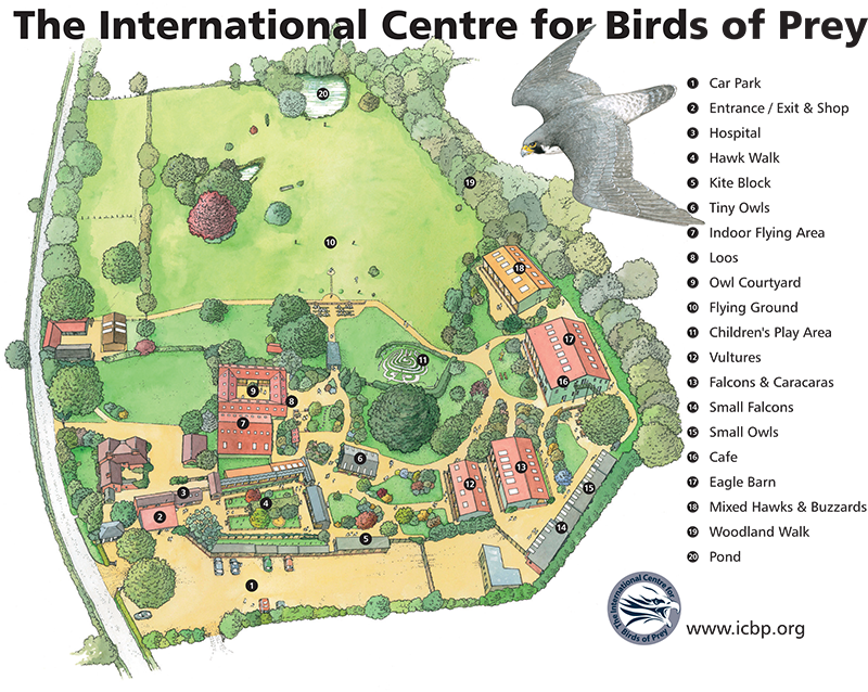 International Centre for Birds of Prey (ICBP) - What To Know BEFORE You Go