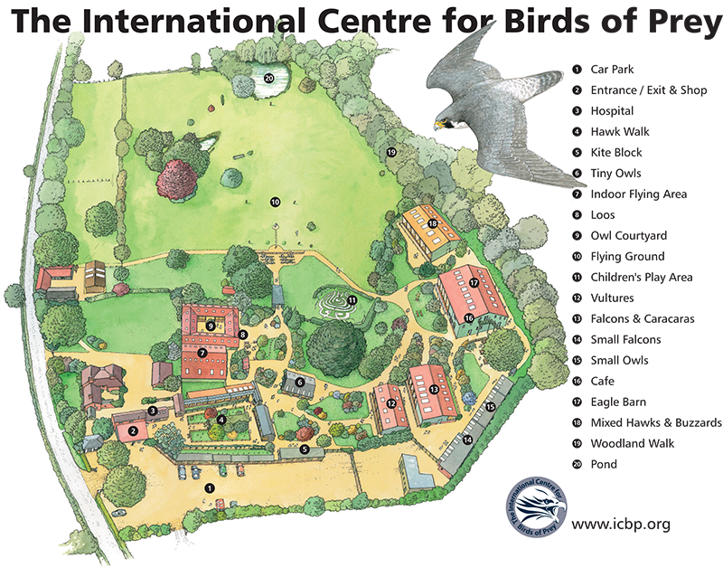 International Centre for Birds of Prey