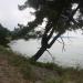 Сосна в городе Сочи