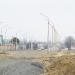 Сосна в городе Гомель