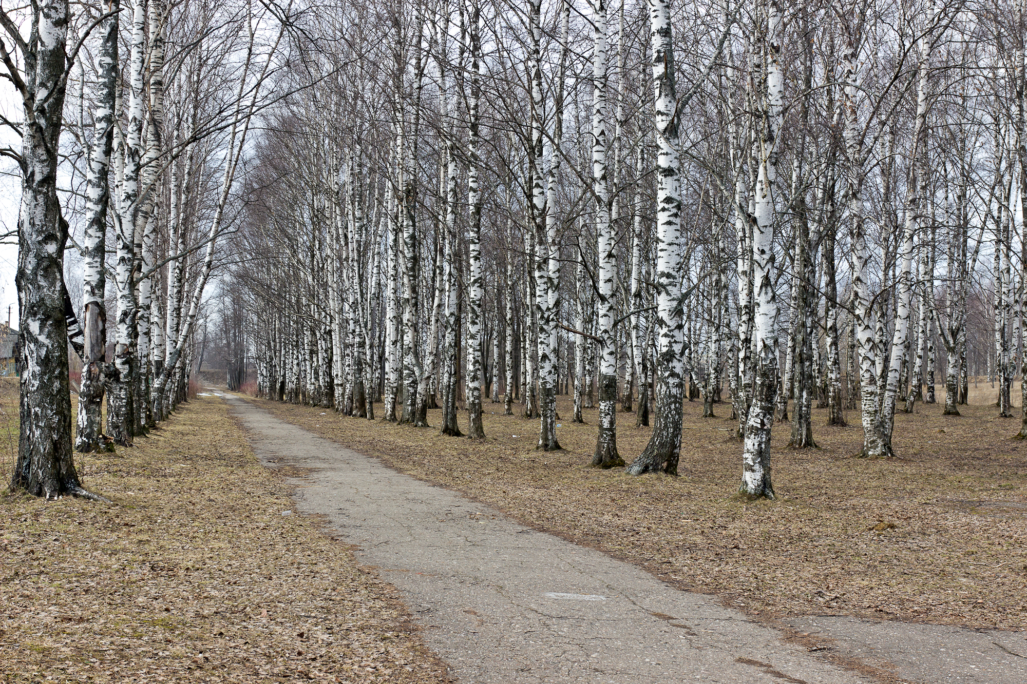 Город буй парк Березка