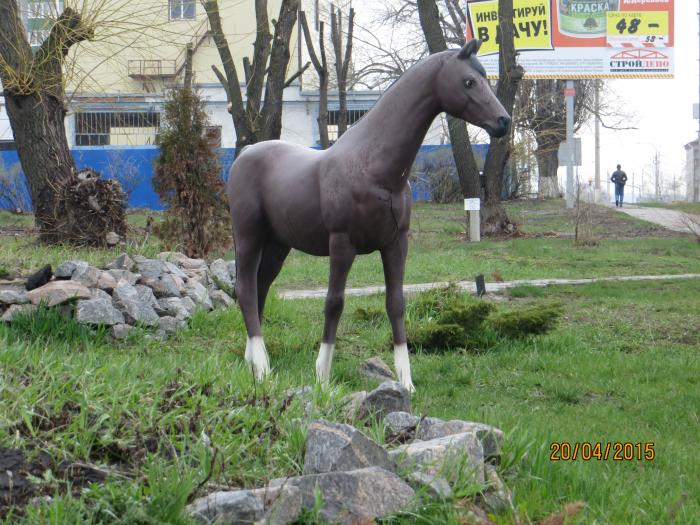 Лошадь   Белгород image 2
