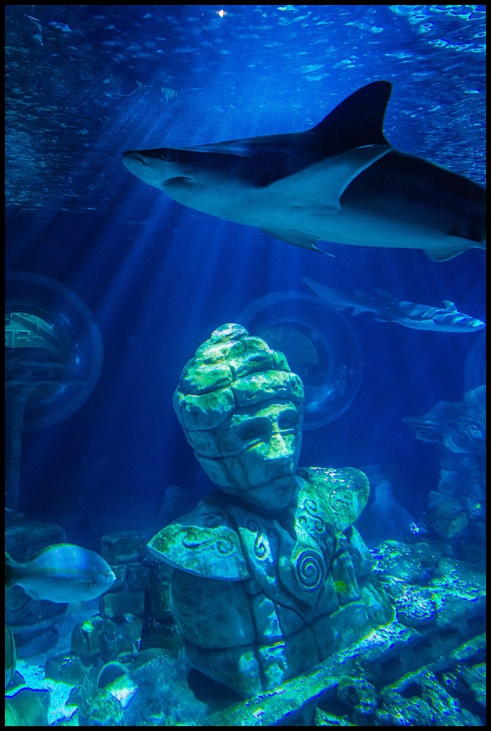 aquarium sea life paris marne la vallee english public aquarium oceanarium seaquarium resort interesting place