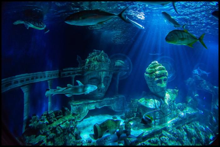 aquarium sea life paris marne la vallee english public aquarium oceanarium seaquarium resort interesting place