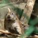 Prairie Dogs in Sofia city