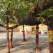 Star flower Tree in Mandalay city