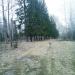 Сосновая аллея в городе Серов