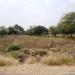 Black Soil Farm - Agriculture Research Station, Tamil Nadu Agriculture University -Koviipatti