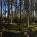 ДНП «Омега», 48 в городе Сертолово