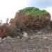 Nuraghe Talinos