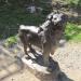 Bronze Statues of Three Big Cats in Istanbul Metropolitan Municipality city