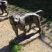 Bronze Statues of Three Big Cats in Istanbul Metropolitan Municipality city