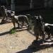 Bronze Statues of Three Big Cats in Istanbul Metropolitan Municipality city