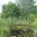 pond