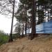 Шагающие или ходульные сосны в городе Вырица