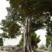 Moreton Bay Fig Tree in Anaheim, California city