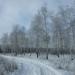 Берёзовая роща в городе Донецк