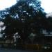 The Kalayaan Tree (Freedom Tree) (en) in Lungsod ng Malolos, Lalawigan ng Bulacan city