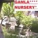 Bansal Gamla Nursery in Haridwar city