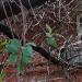 ул. Эртеля, 23 в городе Воронеж