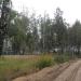 Берёзовая роща в городе Раменское