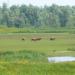 Nationaal Park De Biesbosch