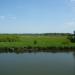 Nationaal Park De Biesbosch