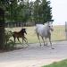 Haras Kauber Platte