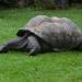 Tortoises in Prague city