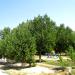 Piknik alanı in Korkuteli city