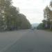 Два тигра в городе Хабаровск