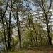 Берёзовый парк на Химкинском водохранилище в городе Москва