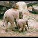 Indian elephants in Prague city