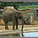 Indian elephants in Prague city