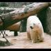 Polar bear in Prague city