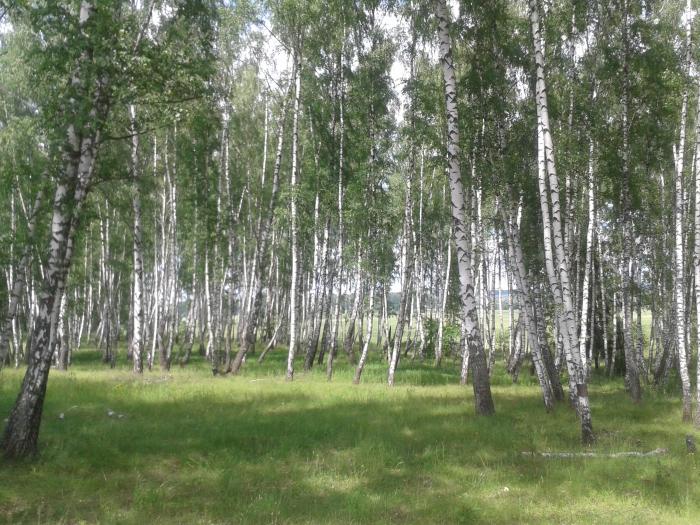 Березовая роща Партизанское водохранилище