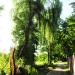 Tree (pl) in Tychy city