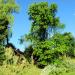 Tree in Tychy city