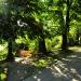 Tree in Tychy city