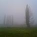 Park in Tychy city