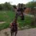 Вольер для жирафа в городе Ростов-на-Дону