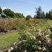 Queen Elizabeth Park Rose Garden in Vancouver city