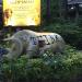 Night Safari Singapore in Republic of Singapore city