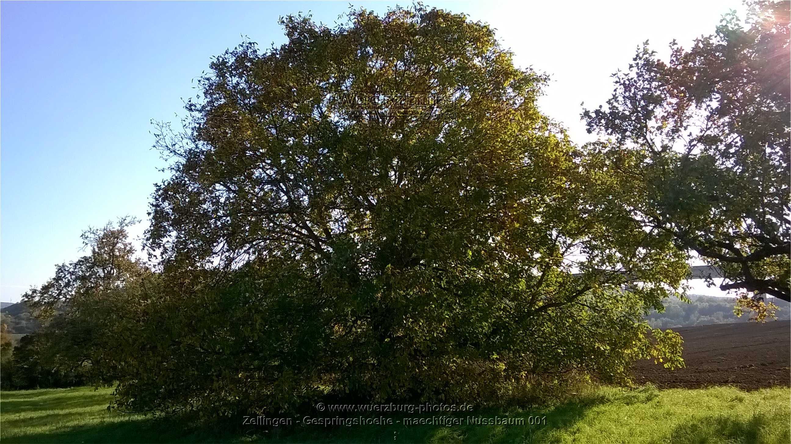 mächtiger Nußbaum