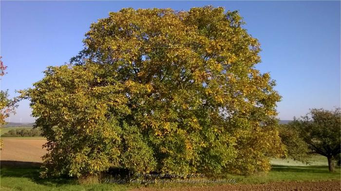 mächtiger Nußbaum