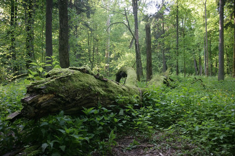 Беловежка гора